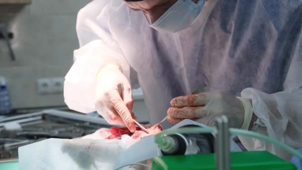 Veterinario Sutura Incisione Animale Usando Aghi Pinzette Chirurgiche Nella Sala — Video Stock