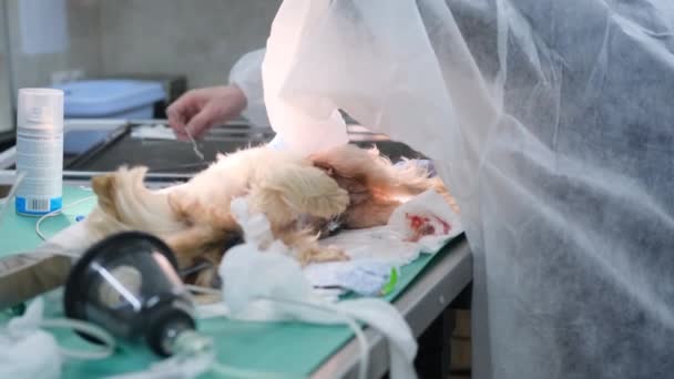 Dierenartsen Voeren Operatie Uit Hond Trilt Verdoving — Stockvideo