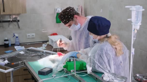Durchführung Einer Komplexen Chirurgischen Operation Tierärzte — Stockvideo