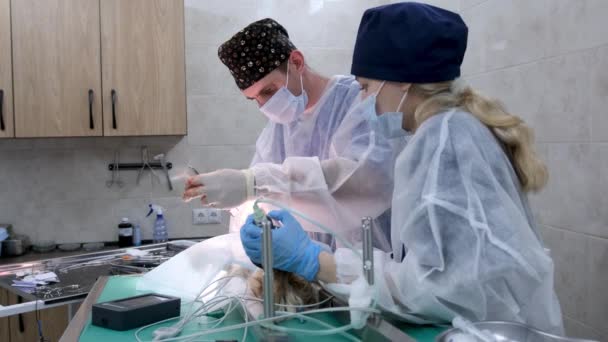 Ameliyathanedeki Veteriner Cerrahlar Köpeği Sterilize Etmek Için Bir Ameliyat Yapıyor — Stok video