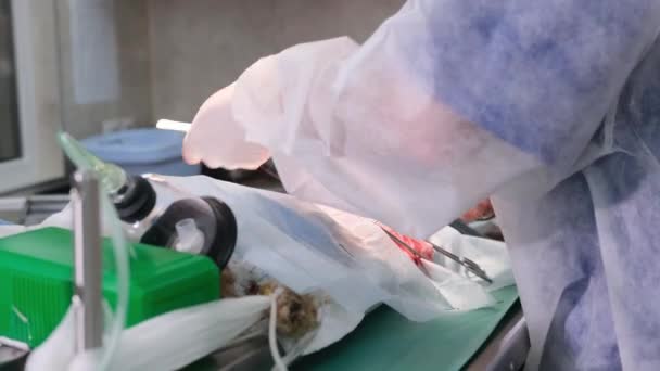 Veterinario Sutura Una Incisión Animal Usando Una Aguja Quirúrgica Unas — Vídeos de Stock