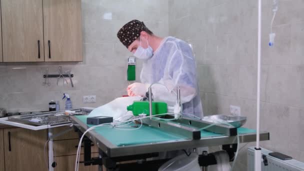 獣医師は 外科用針とツイーザーを使用して動物の切開を縫合する 手術室では 医師は手術を終え 針と糸で傷を縫う — ストック動画
