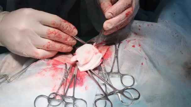 手術室の獣医クリニックで犬の手術を行っている外科医の手のクローズアップ — ストック動画