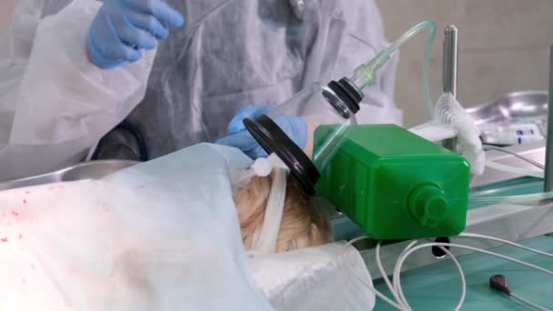 Bir Veteriner Ameliyat Sırasında Köpeğe Anestezi Uygular — Stok video