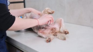 Doktor ameliyattan önce köpeğin karnının tedavisini gerçekleştirir. Ameliyat için hazırlama