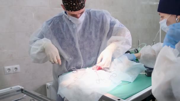 Een Moderne Dierenkliniek Voeren Een Chirurg Een Assistent Een Close — Stockvideo