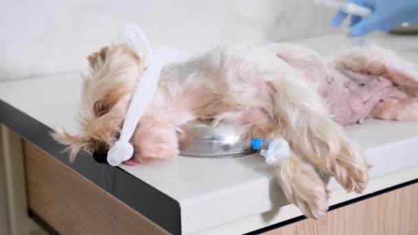 Állatorvos Felkészíti Kutyát Közelgő Műtétre — Stock videók