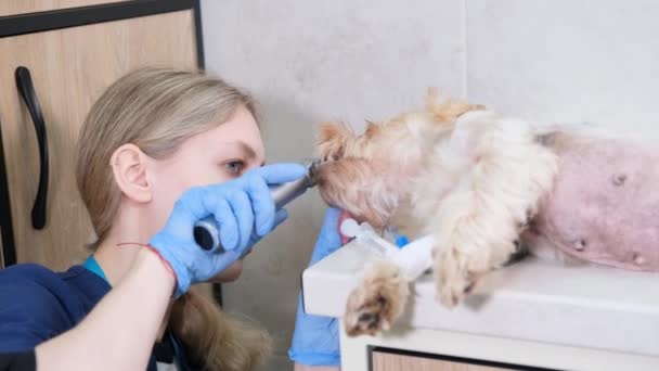 Médico Insere Tubo Traqueal Cão Que Prepara Para Cirurgia — Vídeo de Stock