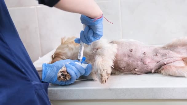 Крупный План Ветеринара Делающего Укол Анестезии Собаке Больнице Перед Операцией — стоковое видео