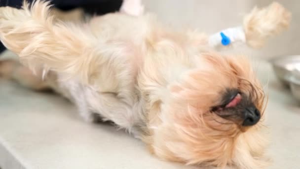 医生让狗准备动手术 用机器刮掉他胃上的毛 — 图库视频影像