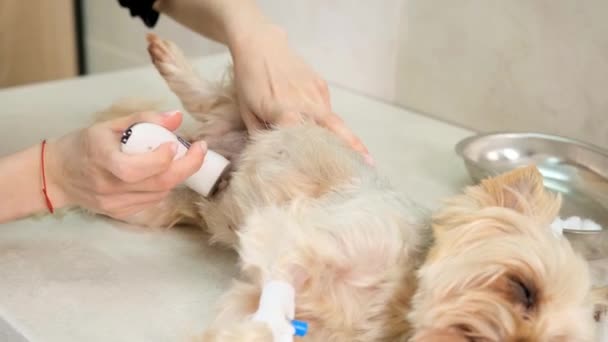 Orvos Felkészíti Kutyát Műtétre Leborotválja Szőrt Hasán Egy Géppel — Stock videók