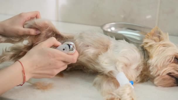 医者は手術のために犬を準備します 機械で彼の胃の髪を剃ります — ストック動画
