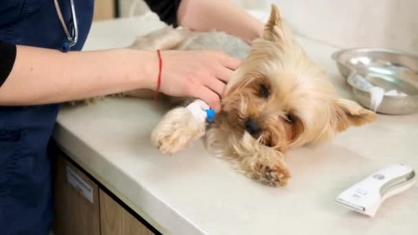 接受兽医治疗的狗的麻醉 在麻醉的情况下 那条狗躺在桌子上 — 图库视频影像