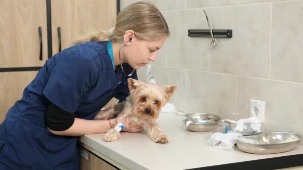 在诊所的检查桌上躺着一只狗的画像 兽医通过听诊器听心跳 — 图库视频影像