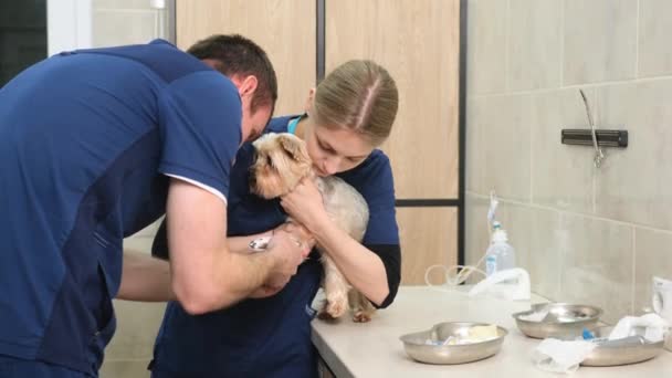 兽医让这只狗做好外科手术的准备 把爪子上的毛刮掉 以便引入导管 — 图库视频影像