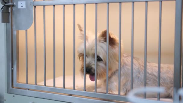 動物病院の獣医クリニックの檻に座っている子犬のクローズアップは 治療から回復するのを待っています — ストック動画