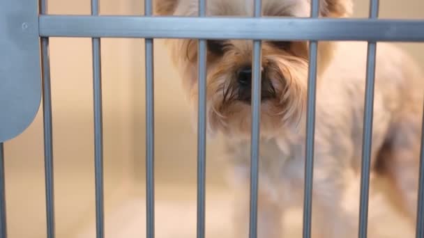 Close Filhote Cachorro Sentado Uma Gaiola Clínica Veterinária Hospital Animal — Vídeo de Stock