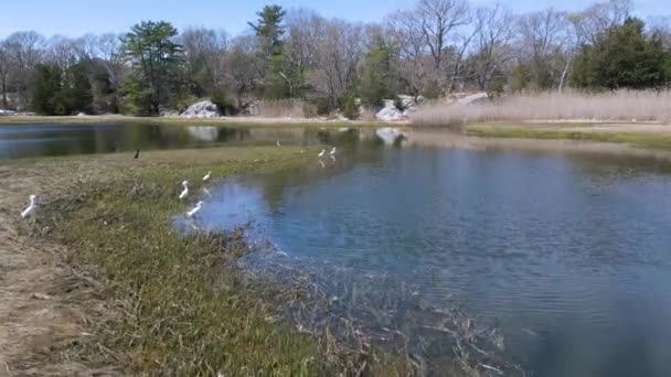 Egy Csapat Fehér Nagy Egret Víz Mellett — Stock videók