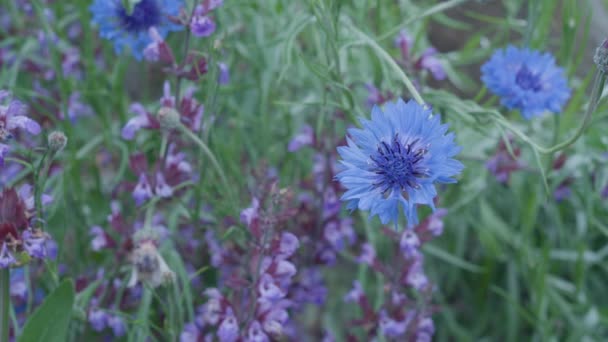 Flores Púrpuras Aire Libre Campo Soplando Viento — Vídeos de Stock