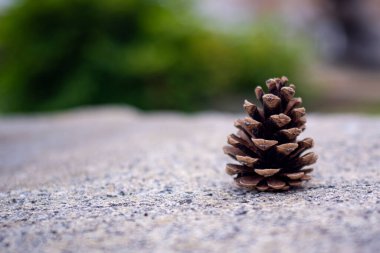 Dışarıda taş bir yüzeyde yalnız Pinecone oturuyor. Yalnız çam kozalağı, dışarıdaki dokulu bir taş yüzeyde zarif bir şekilde dinleniyor. Bu da sakin açık hava ortamının ortasında derin düşüncelere dalmış bir ruh hali uyandırıyor.