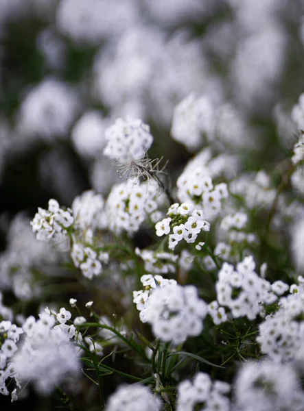 White Sweet Alyssums Bloom Embodying Nature Charm Serene Garden — Stock Photo, Image