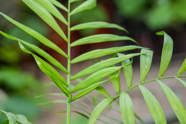 Chamaedorea Elegans Пальмовая Ветвь Neanthe Bella Листья Пальмового Домика — стоковое фото