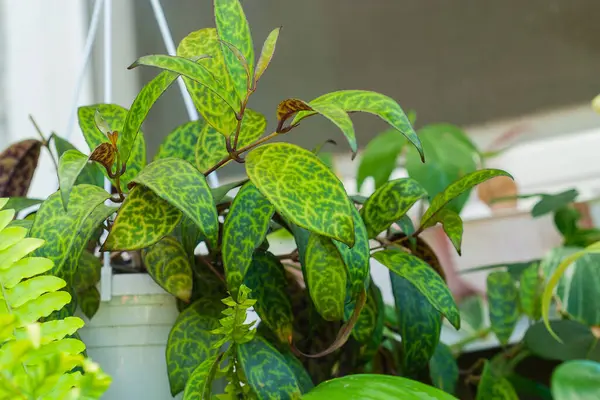 Aeschynanthus marmoratus ya da Zebra Basket Vine Trailing House bitkisine diğer ev bitkileri eşlik ediyor