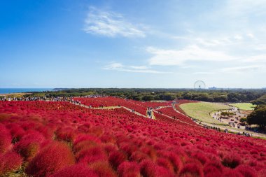 Kochia (yaz servisi) Hitachi Sahil Parkı 'nda