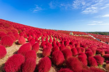Kochia (yaz servisi) Hitachi Sahil Parkı 'nda