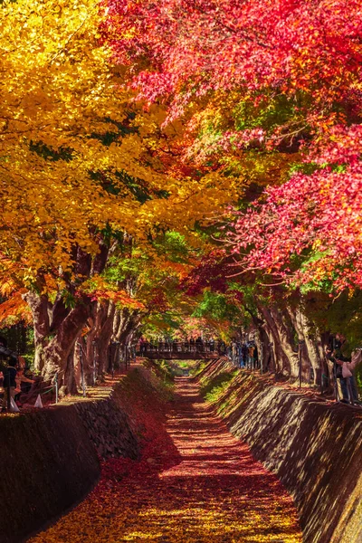 Ahornkorridor Kawaguchi Yamanashi Japan — Stockfoto