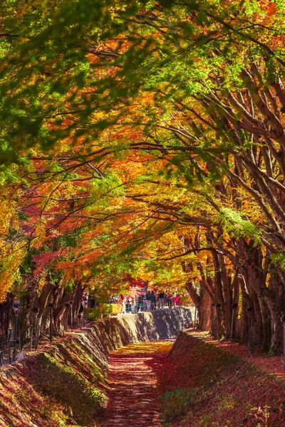 Maple Corridor Kawaguchi Yamanashi Japon — Photo