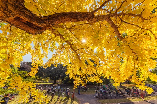 Herbst Showa Memorial Park — Stockfoto