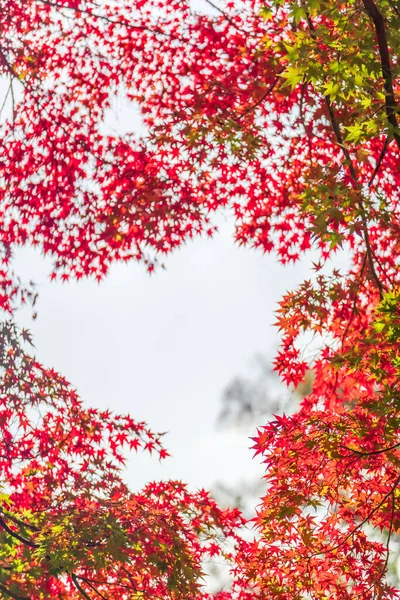 Herbst Showa Memorial Park — Stockfoto