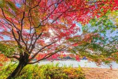Showa Anıt Parkı 'nda Sonbahar