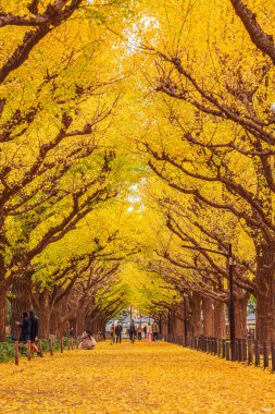 Sonbaharda Jingu Gaien Ginkgo Caddesi