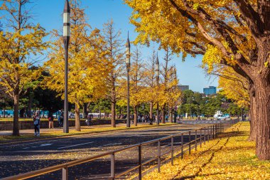 Gyoko-Dori AveMarunouchi, Chiyoda-ku, Tokyo 'da sonbaharda güzel Ginkgo ağaçları
