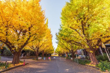 Sonbaharda Jingu Gaien Ginkgo Caddesi