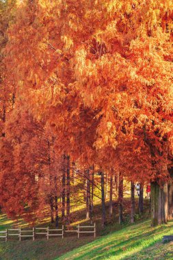 Tove Jansson Akebono Sonbaharda Çocuk Ormanı Parkı