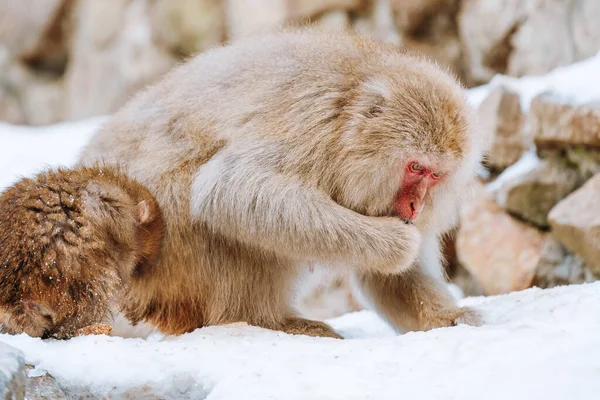 Stock image Snow Monkey in winter 2023, Japan