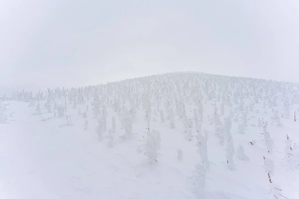 Monstros Neve Zao Inverno 2023 Yamagata Japão — Fotografia de Stock