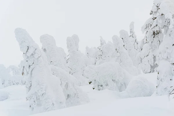Snow Monsters of Zao, Winter 2023 yamagata japan