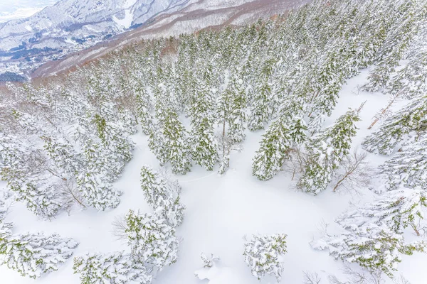 2023年冬の蔵王の雪の怪物 Yamagata Japan — ストック写真