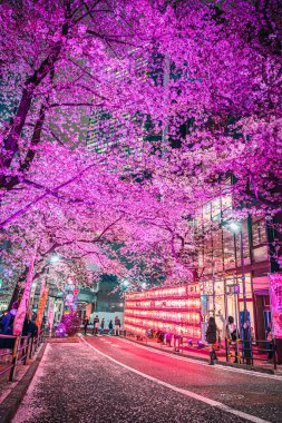 Shibuya Sakuragaoka Sakura Matsuri, Sakura Caddesi - Shibuya, Sakuragaokacho, Shibuya Şehri, Tokyo