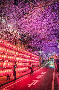 Shibuya Sakuragaoka Sakura Matsuri, Sakura Caddesi - Shibuya, Sakuragaokacho, Shibuya Şehri, Tokyo