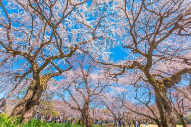 Shinjuku Gyoen Kiraz Çiçekleri, Shinjuku Gyoen Ulusal Bahçesi, Naitomachi, Shinjuku Şehri, Tokyo