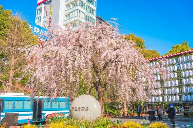 Ueno Kiraz Çiçekleri, Ueno Parkı, Taito Şehri, Tokyo