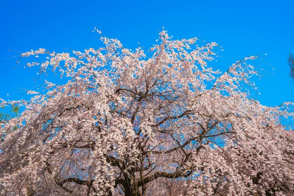 Shjuku Gyoen Cherry Blossoms Shjuku Gyoen National Garden Naitomachi Shinjuku — 스톡 사진