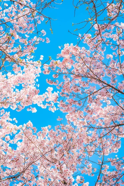 Shinjuku Gyoen Cherry Blossoms Shinjuku Gyoen National Garden Naitomachi Shinjuku — Photo