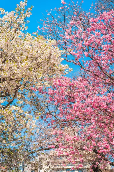 Shjuku Gyoen Cherry Blossoms Shjuku Gyoen National Garden Naitomachi Shinjuku — 스톡 사진
