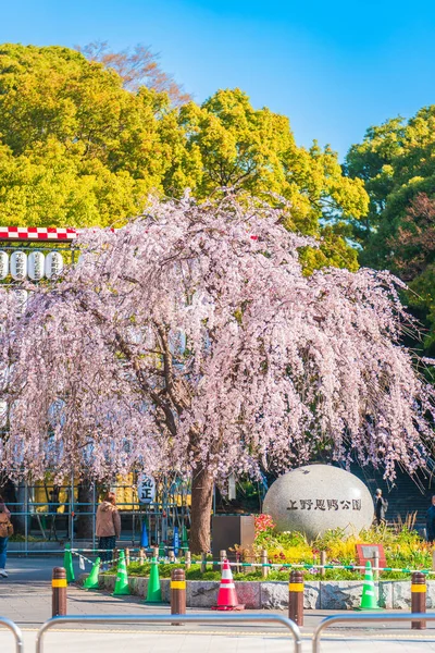 Уэно Черри Бассомс Парк Уэно Тайто Сити Токио — стоковое фото